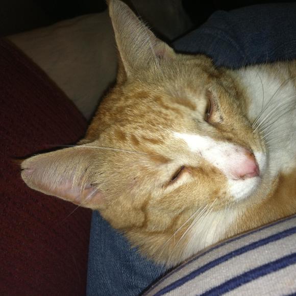 jasperkitty1
